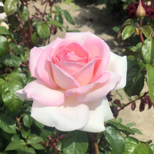 Rosa 'Prince Jardinier'® (=schloss ippenburg)