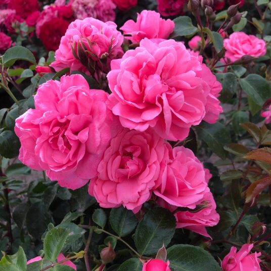 Rosa 'Pink Love'®