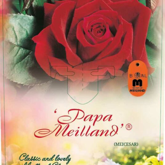 Rosa 'Papa Meilland'® (= 'meicesar'®)