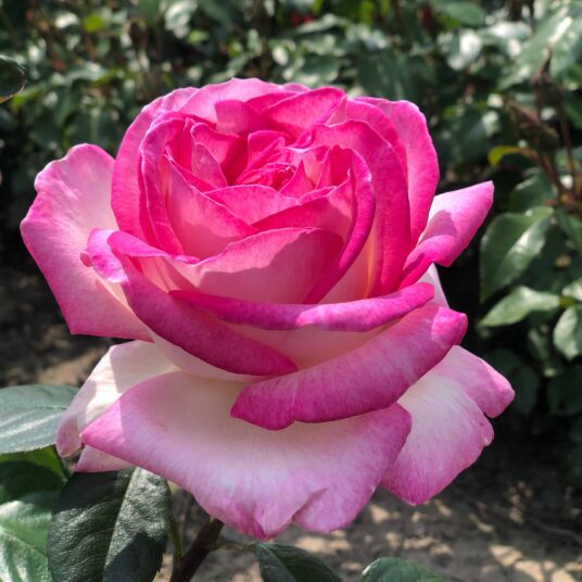 Rosa 'Princesse de Monaco'® (= 'meimagarmic'®)