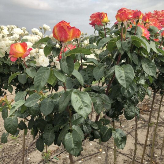 Rosa 'Pullman Orient Express'® (='baipeace'®)