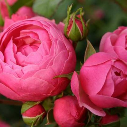 Rosa 'Pomponella'® adr 2006