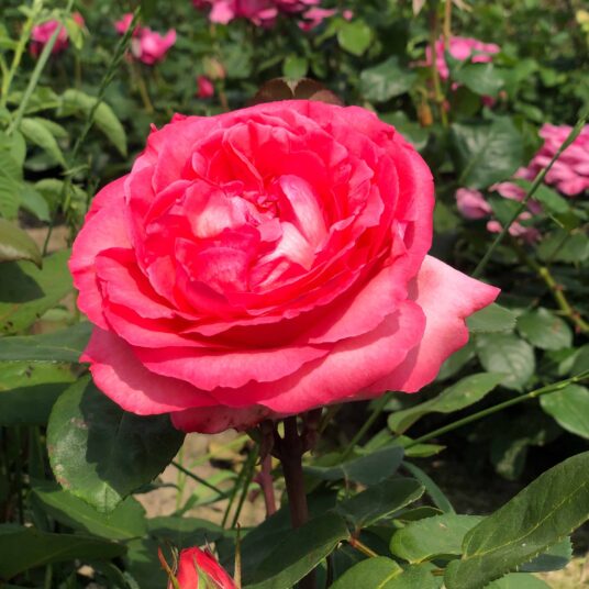 Rosa 'Pink Panther'® (= 'meicapinal'®)