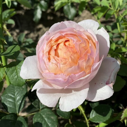 Rosa 'Peter Paul Rubens'