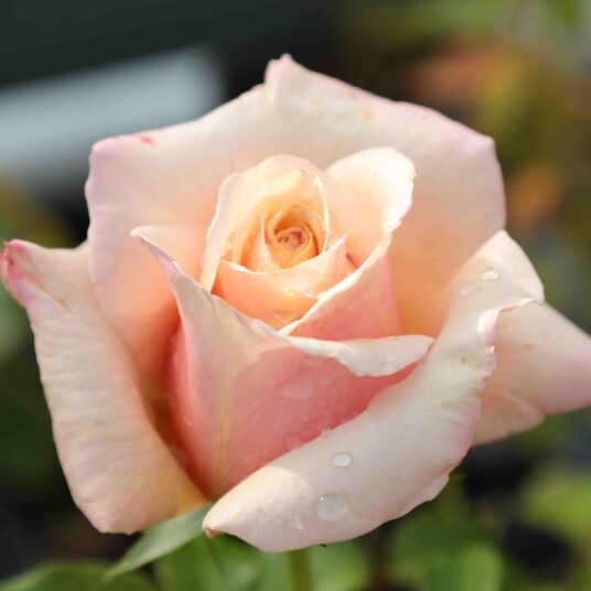 Rosa 'Paul Ricard'® (= 'meinivoz'®)
