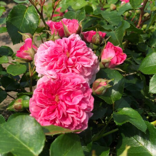 Rosa 'Pink Swany'® (= 'les quatre saisons'®)
