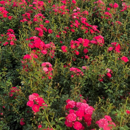 Rosa 'Queen Fairy'®