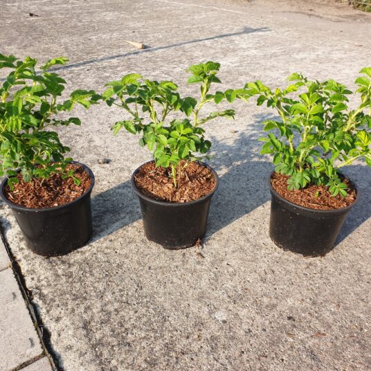 Rosa rugosa 'Alba'