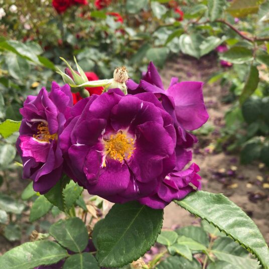 Rosa 'Rhapsody In Blue'® (= 'frantasia'®)