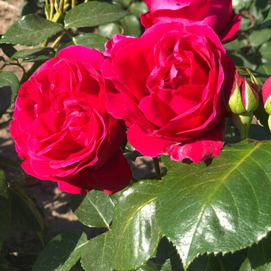 Rosa 'Red Eden Rose' (= 'eric tabarly/meidrason')