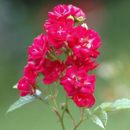 Rosa 'Rote The Fairy'