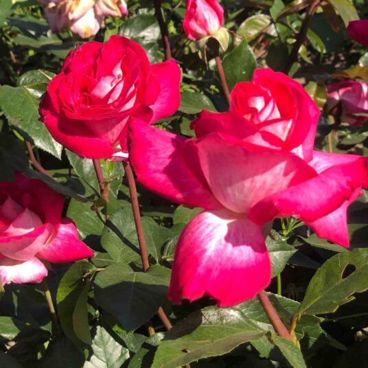 Rosa 'Rose Gaujard' (= 'gaumo')