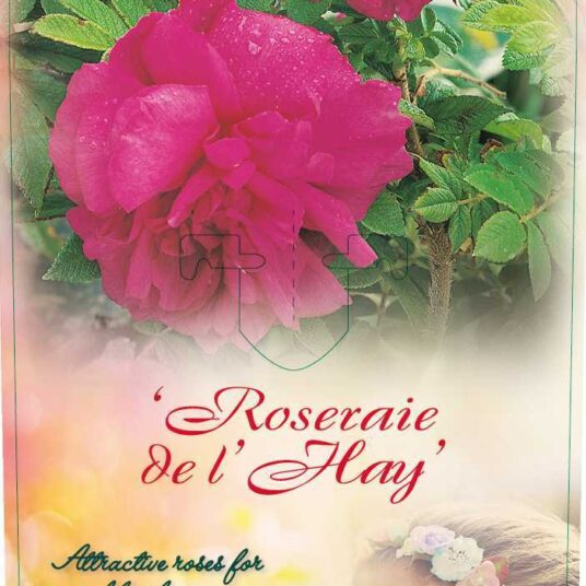 Rosa 'Roseraie de L'hay'