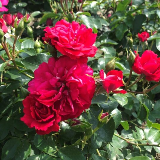 Rosa 'Red Love'