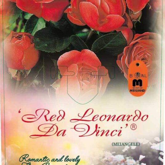 Rosa 'Red Leonardo Da Vinci'® (= 'meiangele'®)