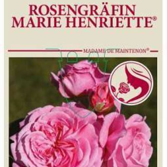 Rosa 'Rosengräfin Marie Henriette'®