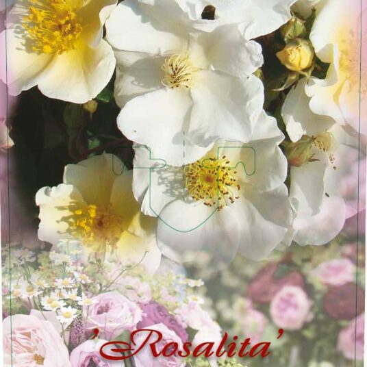 Rosa 'Rosalita'®