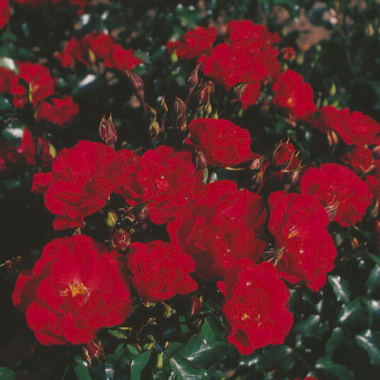 Rosa 'Rotilia'® adr 2002 (='korvillade'®)