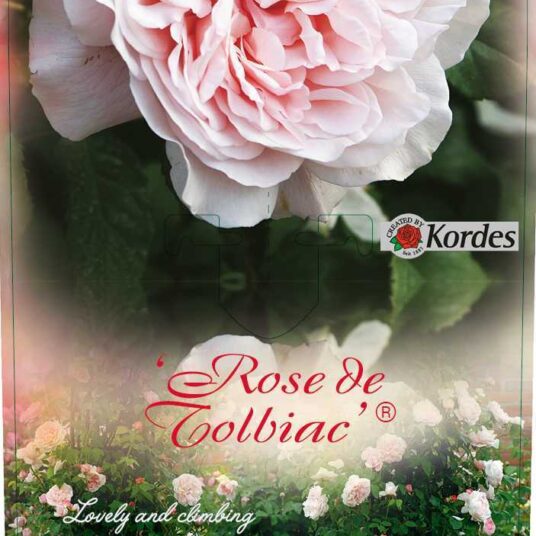 Rosa 'Rose de Tolbiac'