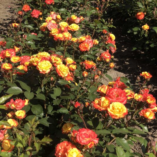Rosa 'Rumba'