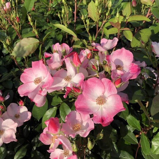 Rosa 'Rush'® (= 'lenmobri'®)
