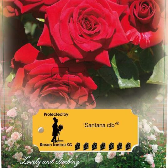 Rosa 'Santana'® (='tanklesant'®)