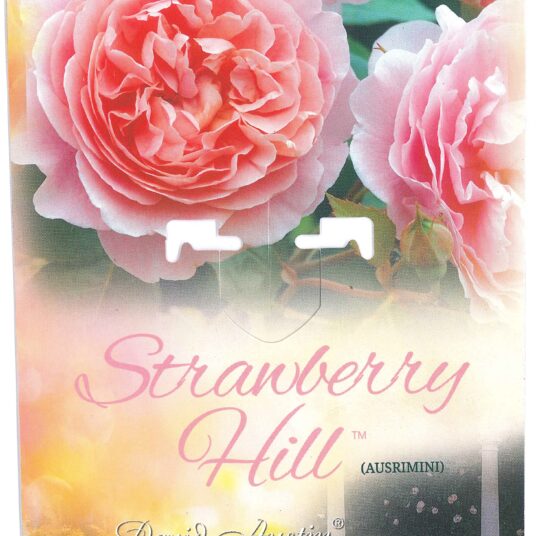 Rosa 'Strawberry Hill' (david austin)