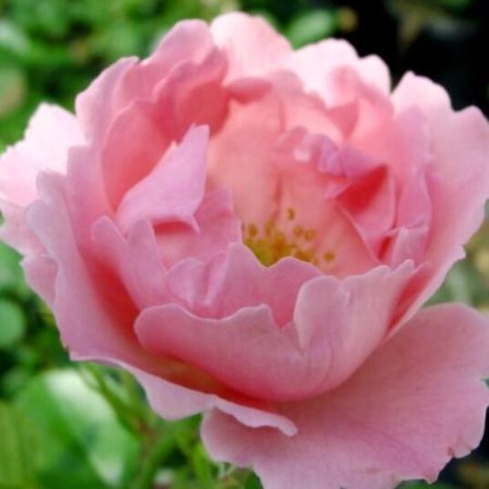Rosa 'Sommerwind'® (= 'korlanum'®)