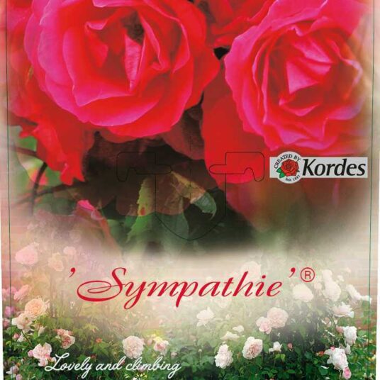 Rosa 'Sympathie'