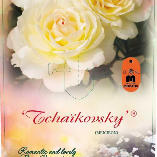 Rosa 'Tchaikovski'® (= 'meichibon'®)
