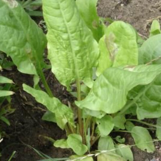 Rumex acetosa