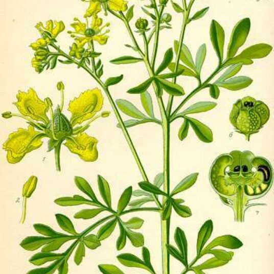 Ruta graveolens