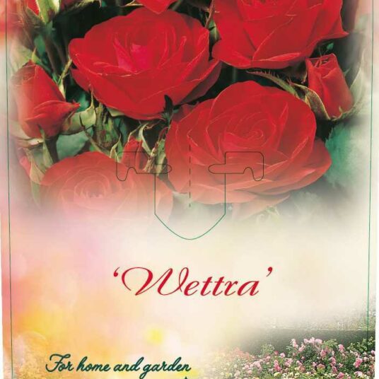Rosa 'Wettra'