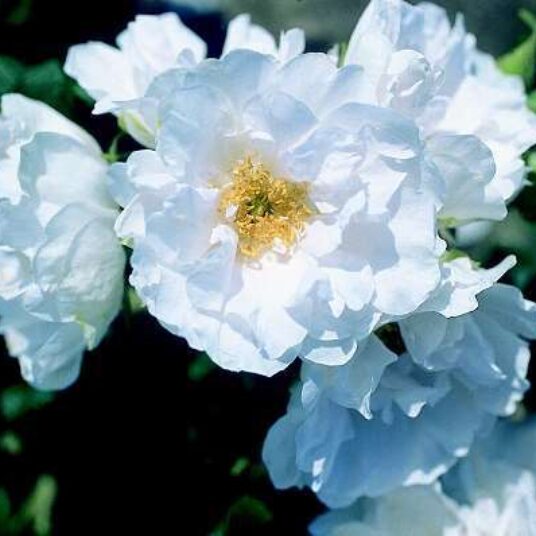 Rosa 'White Roadrunner'®