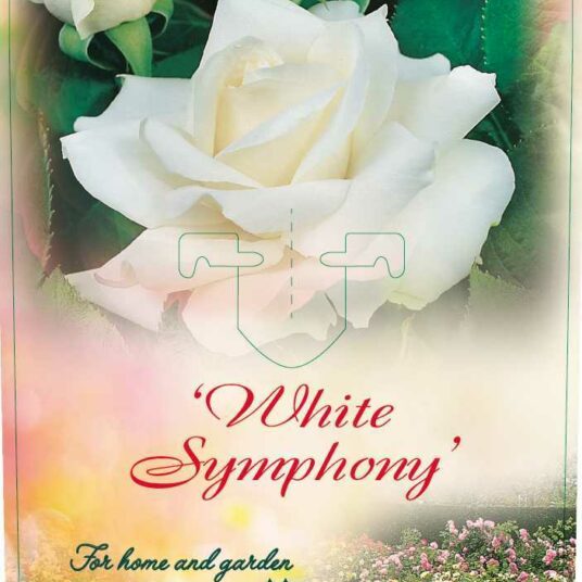Rosa 'White Symphonie'