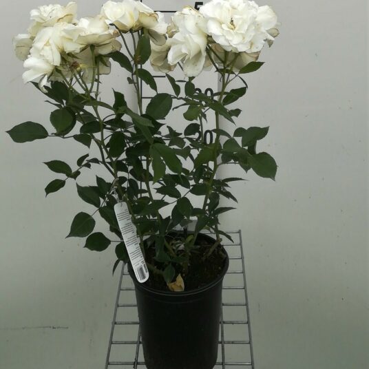 Rosa 'Witte Tros'
