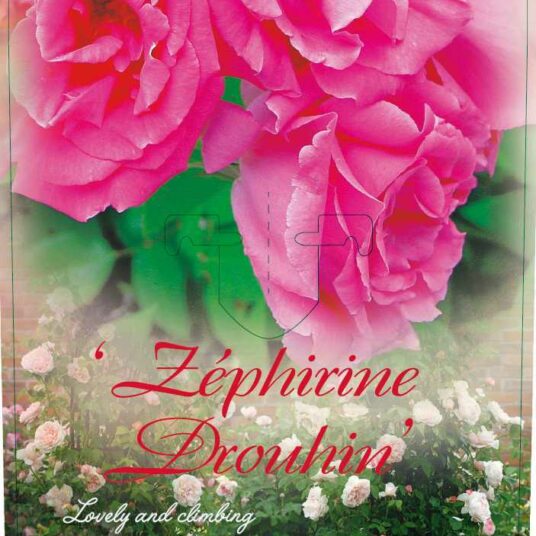 Rosa 'Zéphirine Drouhin'