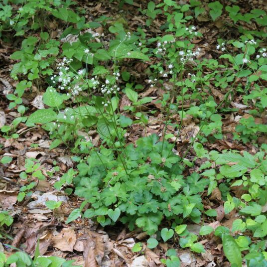 Sanicula europaea