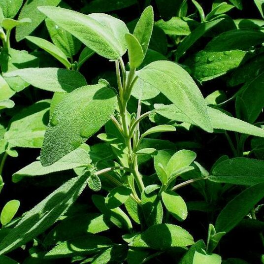 Salvia officinalis