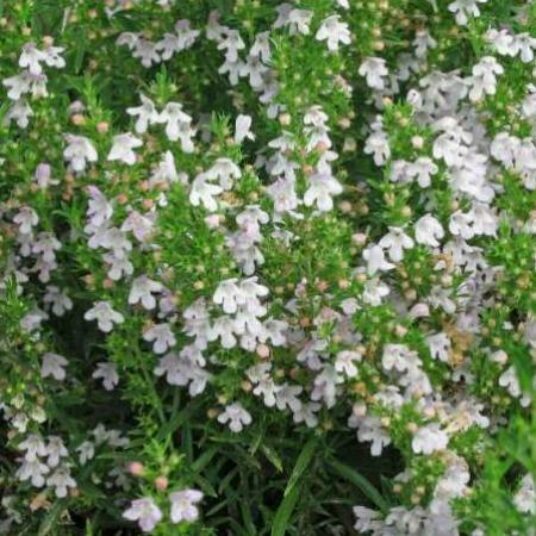 Satureja montana