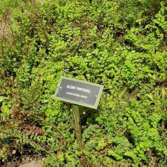 Sanguisorba minor