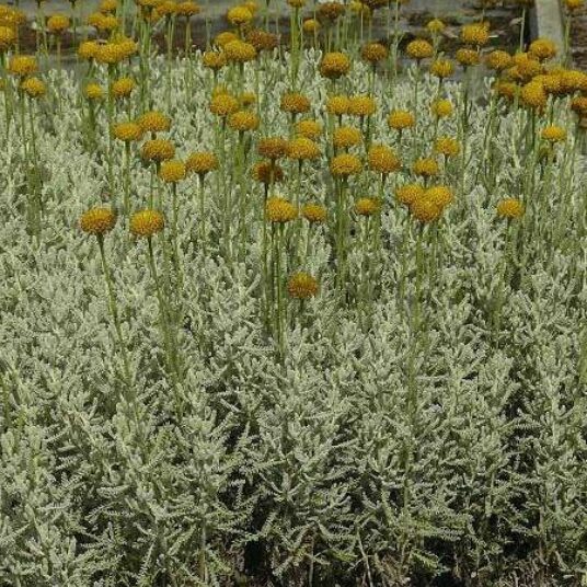 Santolina chamaecyparissus