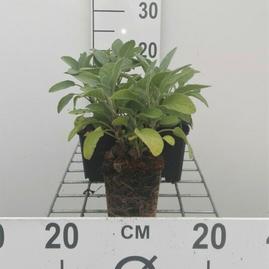 Salvia off. 'Berggarten'