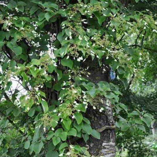 Schizophragma hydrangeoides