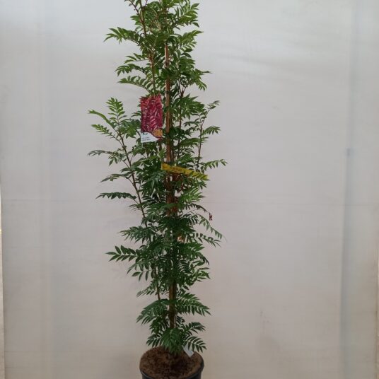Sorbus hybr. 'Autumn Spire'® (= 'flanrock'®)