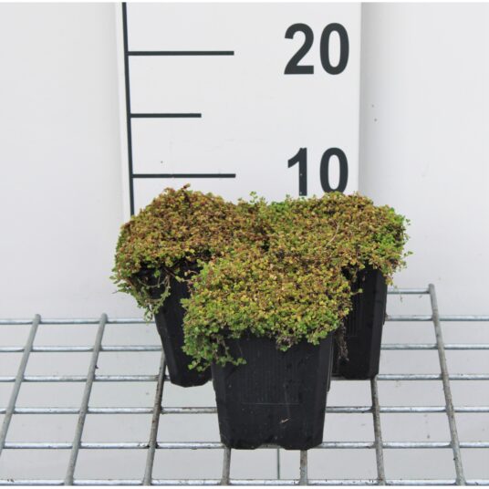 Soleirolia soleirolii