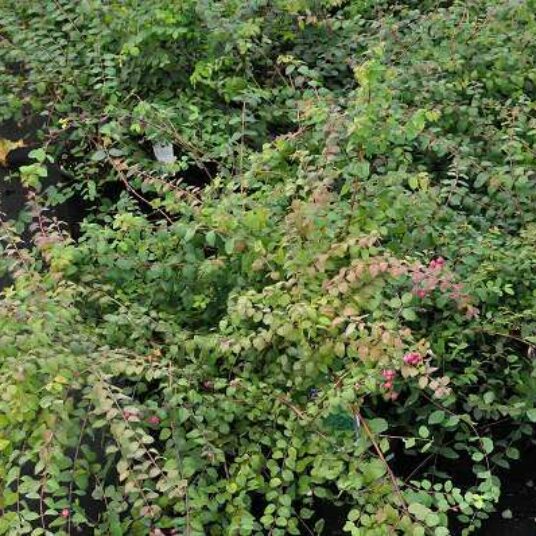 Symphoricarpos chen. 'Hancock'