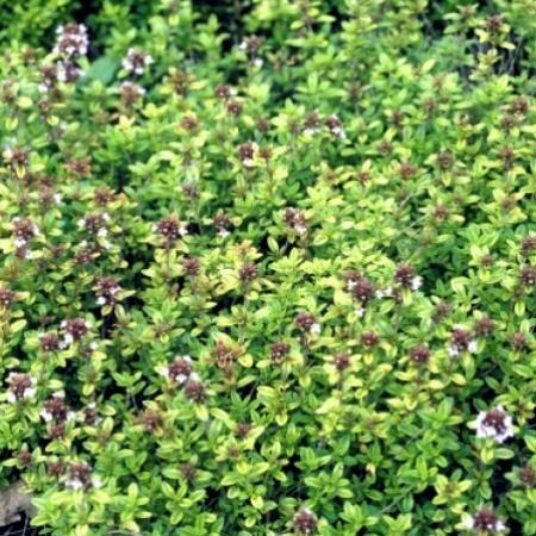 Thymus citriodorus = lemon