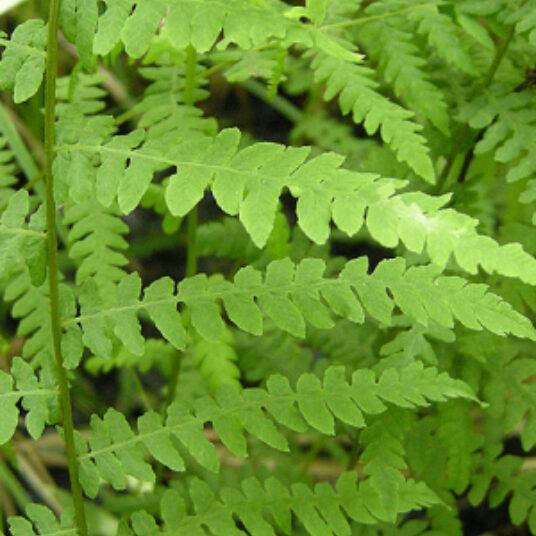 Thelypteris palustris (= dryopteris pal.)