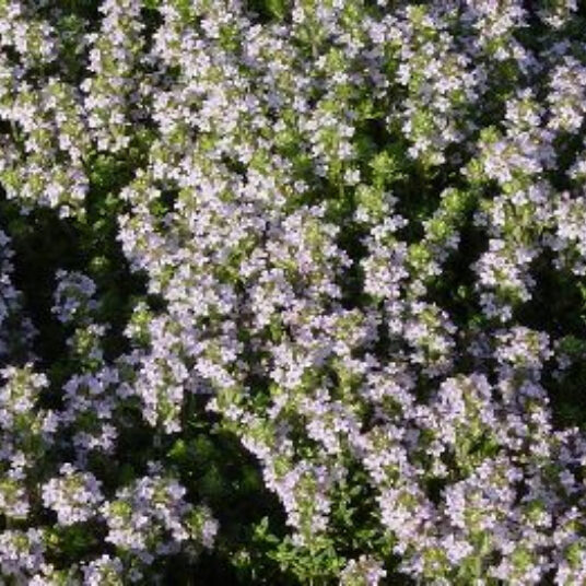 Thymus vulg. 'Compactus'